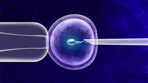 试管助孕冷冻母细胞成本解析